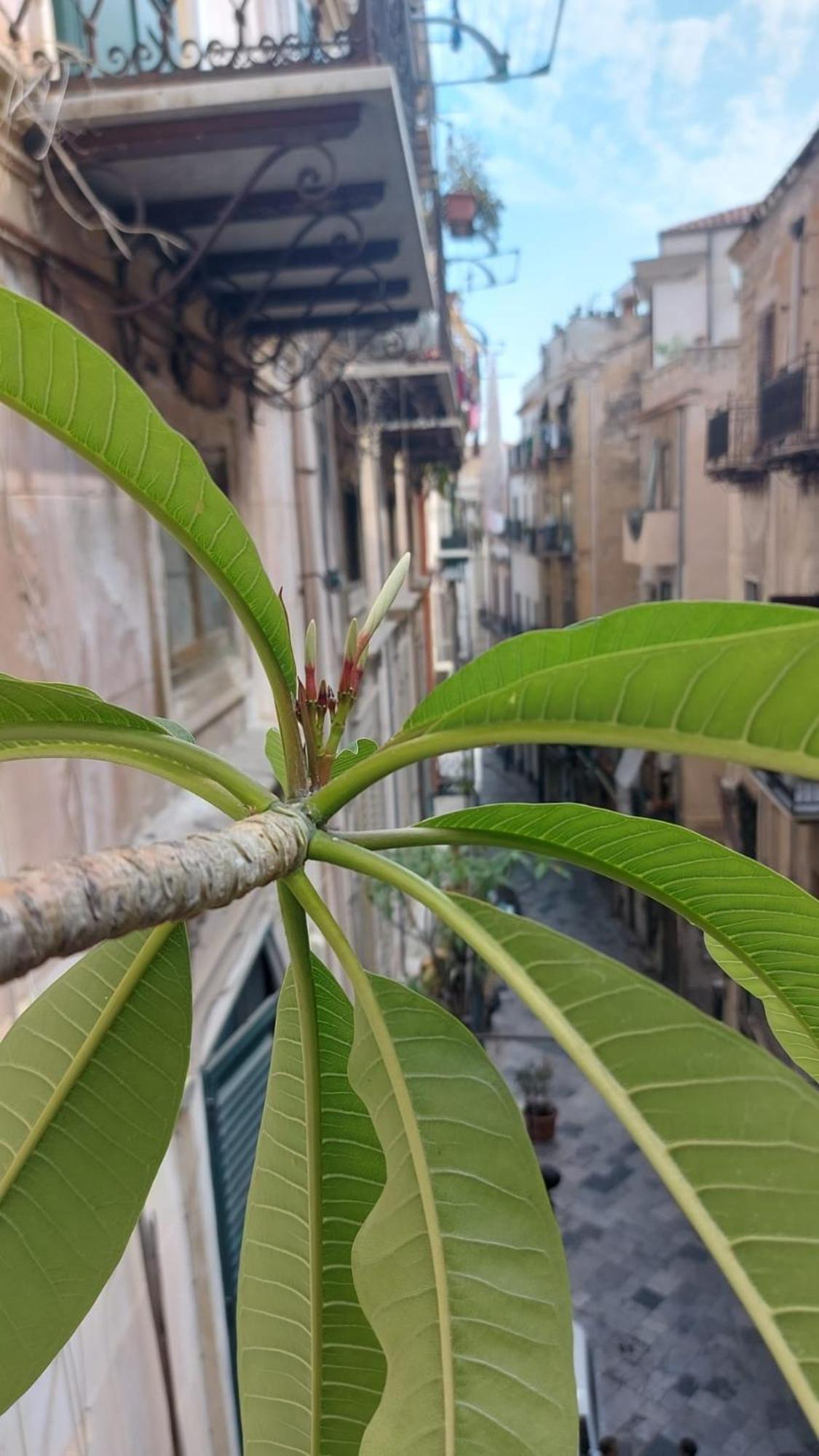 A Casa Di Elena Apartamento Palermo Exterior foto